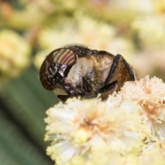 Stomorhina subapicalis at Umbagong District Park - 1 Dec 2023