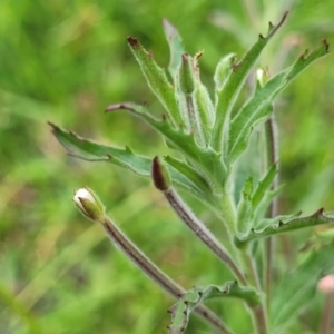 Epilobium hirtigerum at Nimmitabel, NSW - 9 Dec 2023 03:10 PM