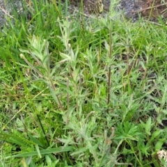 Epilobium hirtigerum at Nimmitabel, NSW - 9 Dec 2023 03:10 PM