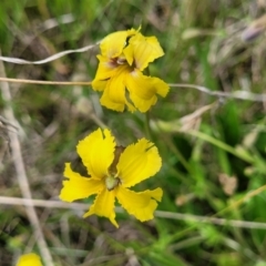 Goodenia paradoxa (Spur Goodenia) at Nimmitabel, NSW - 9 Dec 2023 by trevorpreston