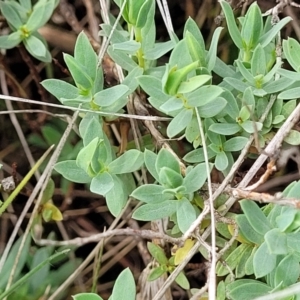 Pimelea linifolia subsp. caesia at Nimmitabel, NSW - 9 Dec 2023 03:08 PM