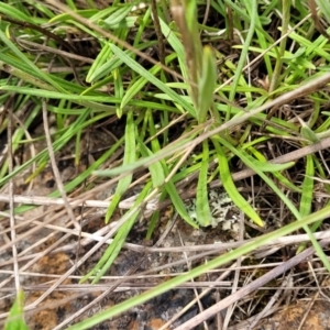 Rutidosis leiolepis at Nimmitabel, NSW - 9 Dec 2023