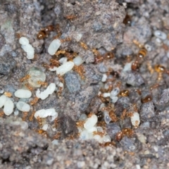 Pheidole sp. (genus) (Seed-harvesting ant) at Higgins, ACT - 1 Dec 2023 by AlisonMilton