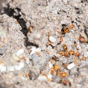 Pheidole sp. (genus) at Higgins, ACT - 1 Dec 2023