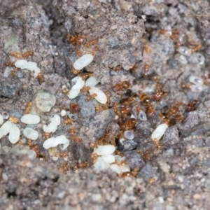 Pheidole sp. (genus) at Higgins, ACT - 1 Dec 2023