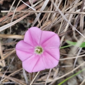 Convolvulus angustissimus subsp. angustissimus at Nimmitabel, NSW - 9 Dec 2023 03:06 PM