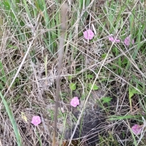 Convolvulus angustissimus subsp. angustissimus at Nimmitabel, NSW - 9 Dec 2023