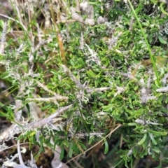 Melicytus angustifolius subsp. divaricatus (Divaricate Tree Violet) at Nimmitabel, NSW - 9 Dec 2023 by trevorpreston