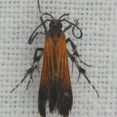 Snellenia miltocrossa (A Gelechioid moth (Stathmopodinae0) at Sheldon, QLD - 7 Dec 2007 by PJH123