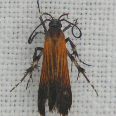 Snellenia miltocrossa (A Gelechioid moth (Stathmopodinae0) at Sheldon, QLD - 8 Dec 2007 by PJH123