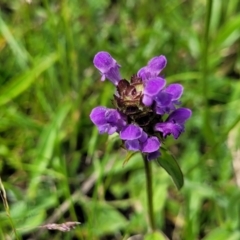 Prunella vulgaris (Self-heal, Heal All) at Nimmitabel, NSW - 9 Dec 2023 by trevorpreston