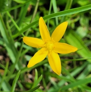 Hypoxis hygrometrica var. villosisepala at Nimmitabel, NSW - 9 Dec 2023