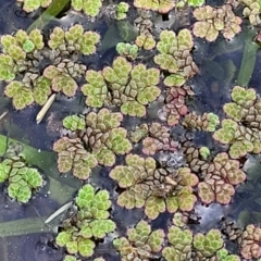 Azolla rubra (Red Water Fern) at Nimmitabel, NSW - 9 Dec 2023 by trevorpreston