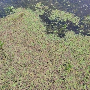 Azolla rubra at Nimmitabel, NSW - 9 Dec 2023