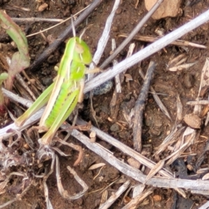 Praxibulus sp. (genus) at Nimmitabel, NSW - 9 Dec 2023