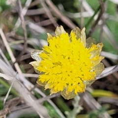 Rutidosis leiolepis (Monaro Golden Daisy) at Nimmitabel, NSW - 9 Dec 2023 by trevorpreston