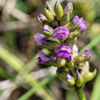 Cullen tenax (Tough Scurf-Pea) at Nimmitabel, NSW - 9 Dec 2023 by trevorpreston