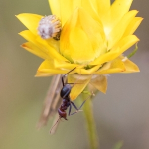 Iridomyrmex purpureus at The Pinnacle - 3 Nov 2023