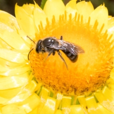 Lasioglossum (Chilalictus) sp. (genus & subgenus) (Halictid bee) at The Pinnacle - 3 Nov 2023 by AlisonMilton