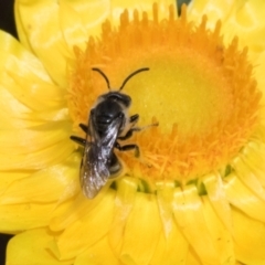 Lasioglossum (Chilalictus) sp. (genus & subgenus) at The Pinnacle - 3 Nov 2023 01:54 PM