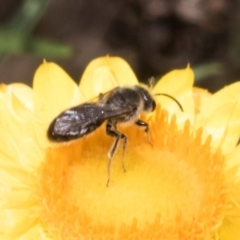 Lasioglossum (Chilalictus) sp. (genus & subgenus) at The Pinnacle - 3 Nov 2023 01:54 PM