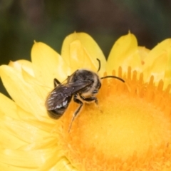 Lasioglossum (Chilalictus) sp. (genus & subgenus) at The Pinnacle - 3 Nov 2023 01:54 PM