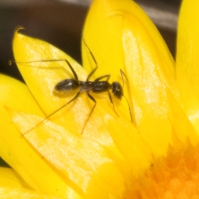 Iridomyrmex sp. (genus) (Ant) at The Pinnacle - 3 Nov 2023 by AlisonMilton
