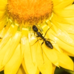 Camponotus nigroaeneus (Sugar ant) at The Pinnacle - 3 Nov 2023 by AlisonMilton