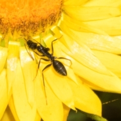 Camponotus nigroaeneus at The Pinnacle - 3 Nov 2023 01:50 PM