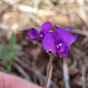 Swainsona sericea at Nimmitabel, NSW - 9 Dec 2023