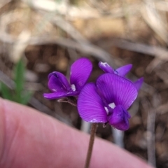 Swainsona sericea at Nimmitabel, NSW - 9 Dec 2023