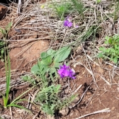 Swainsona sericea at Nimmitabel, NSW - 9 Dec 2023