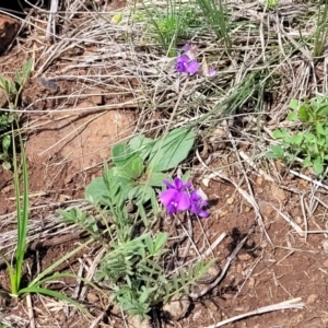 Swainsona sericea at Nimmitabel, NSW - 9 Dec 2023