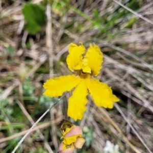 Goodenia paradoxa at Nimmitabel, NSW - 9 Dec 2023