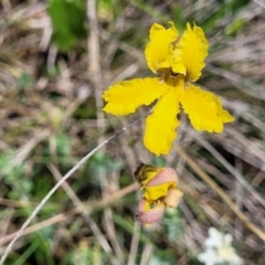 Goodenia paradoxa at Nimmitabel, NSW - 9 Dec 2023