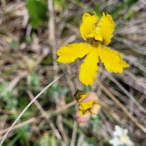 Goodenia paradoxa at Nimmitabel, NSW - 9 Dec 2023