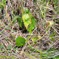 Goodenia paradoxa at Nimmitabel, NSW - 9 Dec 2023