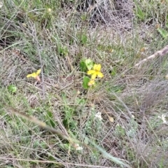 Goodenia paradoxa at Nimmitabel, NSW - 9 Dec 2023