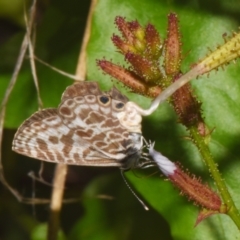 Leptotes plinius (Plumbago Blue) at Sheldon, QLD - 9 Dec 2023 by PJH123