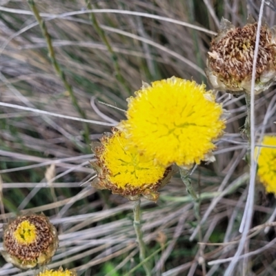 Rutidosis leiolepis (Monaro Golden Daisy) at Nimmitabel, NSW - 9 Dec 2023 by trevorpreston