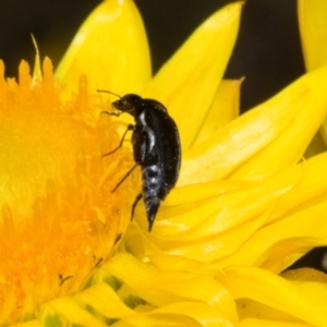 Mordella sp. (genus) at The Pinnacle - 3 Nov 2023 01:52 PM