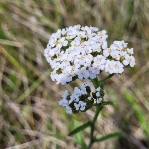 Achillea millefolium at Nimmitabel, NSW - 9 Dec 2023 02:22 PM