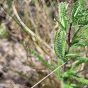 Achillea millefolium at Nimmitabel, NSW - 9 Dec 2023 02:22 PM