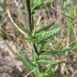 Achillea millefolium at Nimmitabel, NSW - 9 Dec 2023 02:22 PM