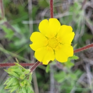 Potentilla recta at Nimmitabel, NSW - 9 Dec 2023