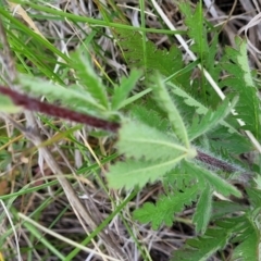 Potentilla recta at Nimmitabel, NSW - 9 Dec 2023 02:21 PM