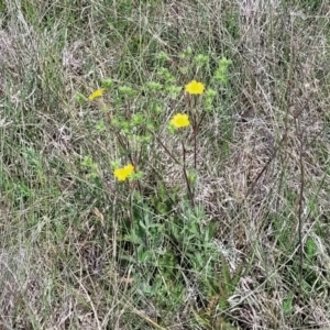 Potentilla recta at Nimmitabel, NSW - 9 Dec 2023 02:21 PM