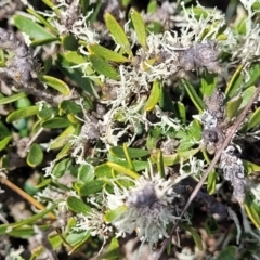 Melicytus angustifolius subsp. divaricatus (Divaricate Tree Violet) at Nimmitabel, NSW - 9 Dec 2023 by trevorpreston