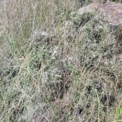 Melicytus angustifolius subsp. divaricatus at Nimmitabel, NSW - 9 Dec 2023