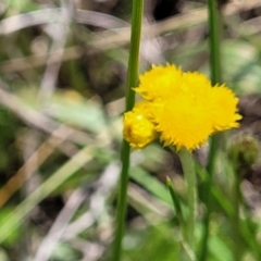 Chrysocephalum apiculatum (Common Everlasting) at Nimmitabel, NSW - 9 Dec 2023 by trevorpreston